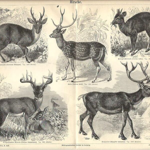 Cervo, Renna, Cervidi, 1890