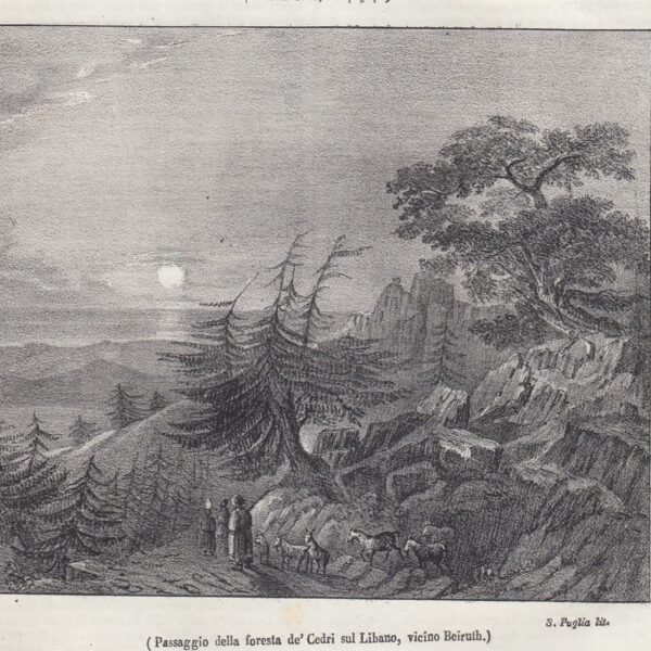 Cedri del Libano, Beiruth, 1842