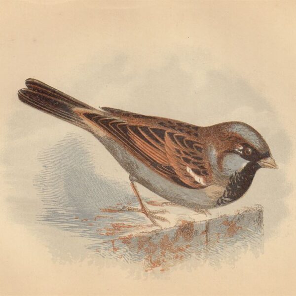 Passero (Sparrow), 1853