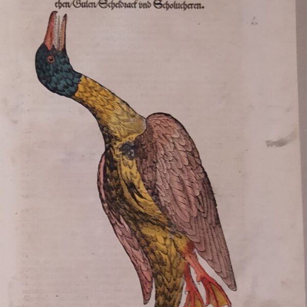 Conrad Gessner (Zurigo, 1516 - 1565) Tavola Ornitologica tratta da Historiae Animalium  1