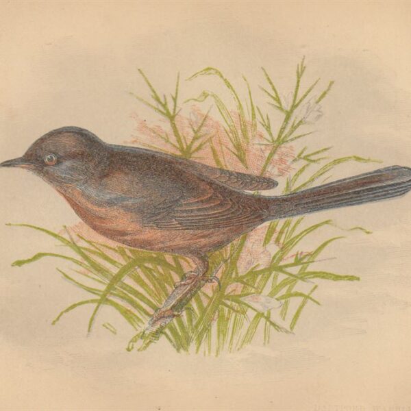 Magnanina (Dartford Warbler), 1853