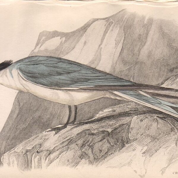 Il beccapesci veloce o sterna crestata, 1836