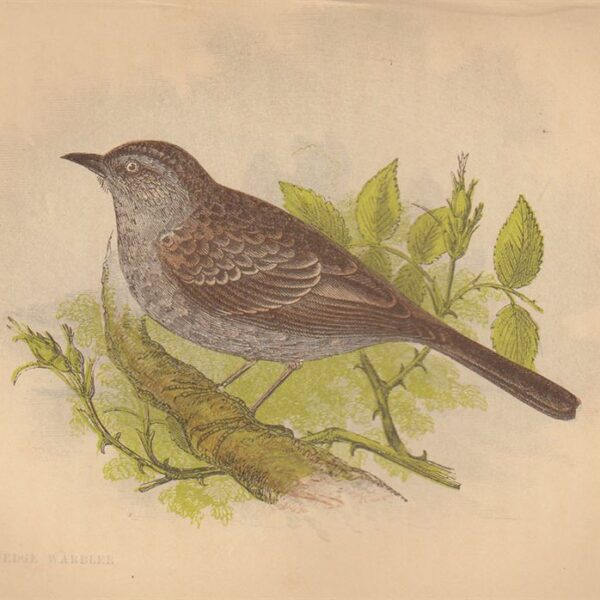 Uccello canoro (Hedge Warbler), 1853