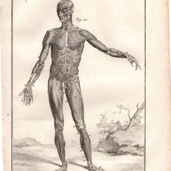 Diderot e D'Alembert,1778, anatomia corpo umano muscoli