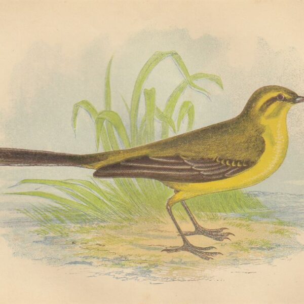 Cutrettola (Yellow Wagtail), 1853