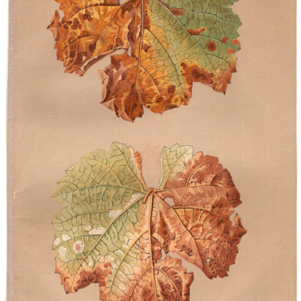 Peronospera, Cromolitografia, 1887