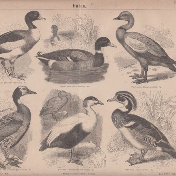 Tadorna, Anatra, Somateria, Aix, 1890