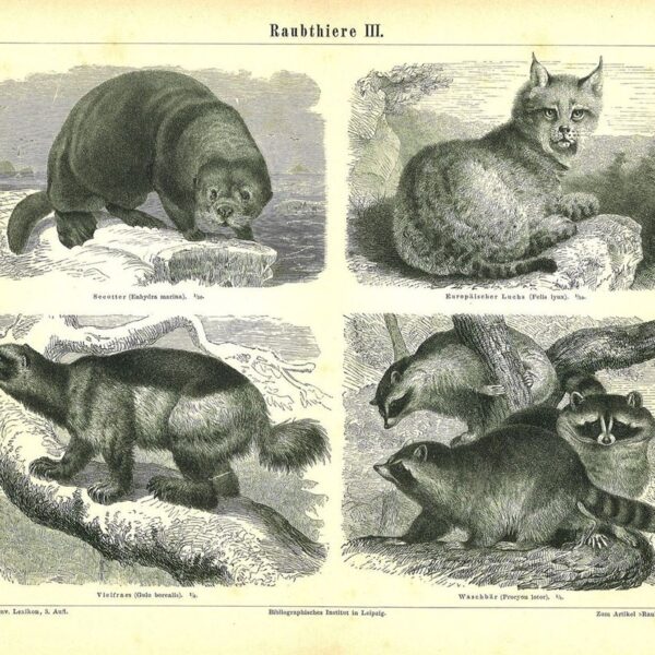 Lontra, Lince, Procione, Ghiottone, 1890