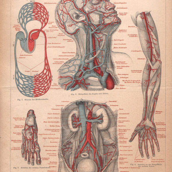 Sistema circolatorio, Sangue, Vene, 1890