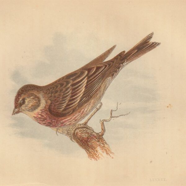 Fanello euroasiatico (Linnet), 1853