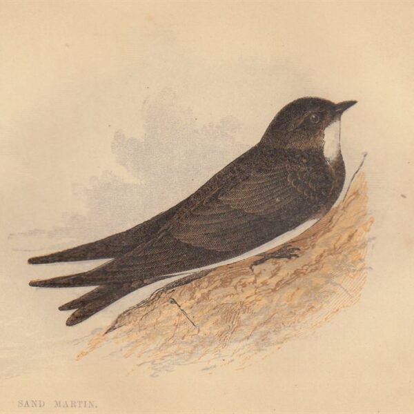 Rondine riparia (Sand Martin), 1853