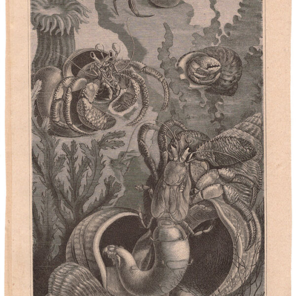 Paguro Bernardo, 1890