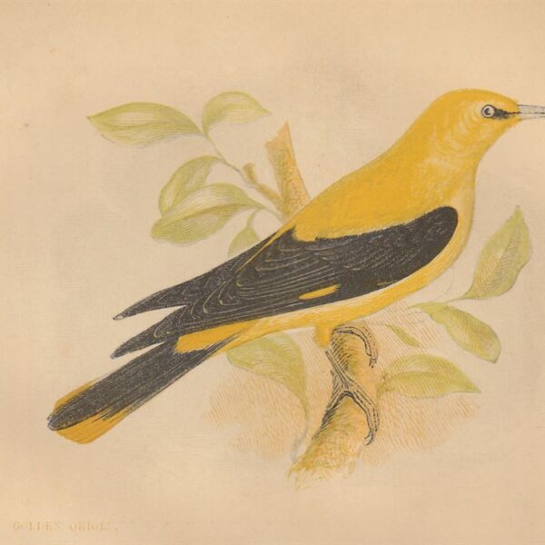 Rigogolo dorato (Golden Oriole), 1853