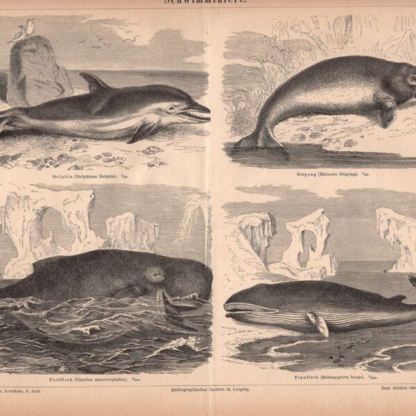 Balena, Delfino, Balenottero, 1890