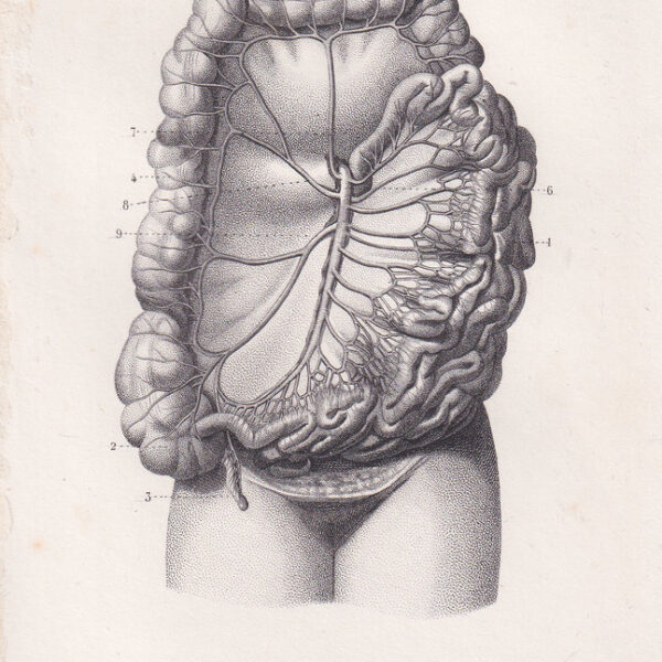 Stampe di Anatomia, misura cm.18x11