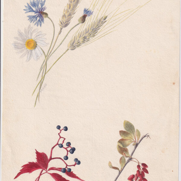 Fiori acquarello XX secolo