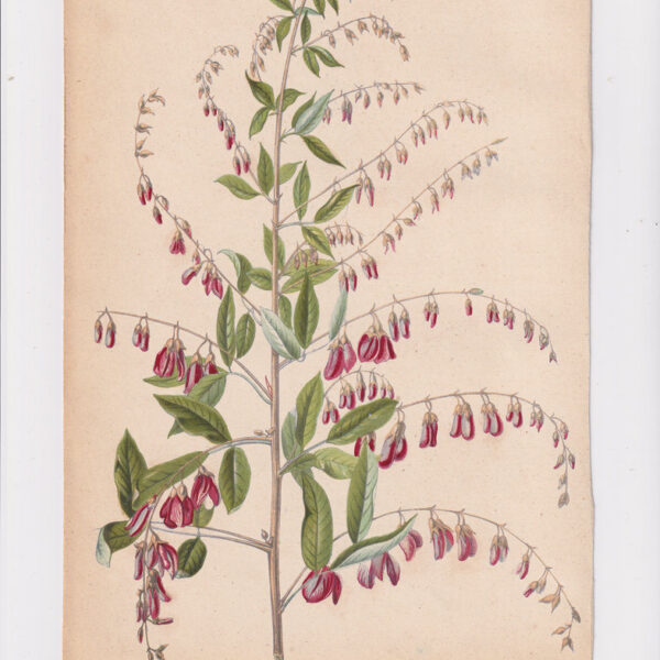 Tralcio con fiori, Cromolitografia, 1867