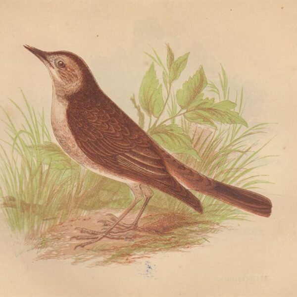 Usignolo (Nightingale), 1853