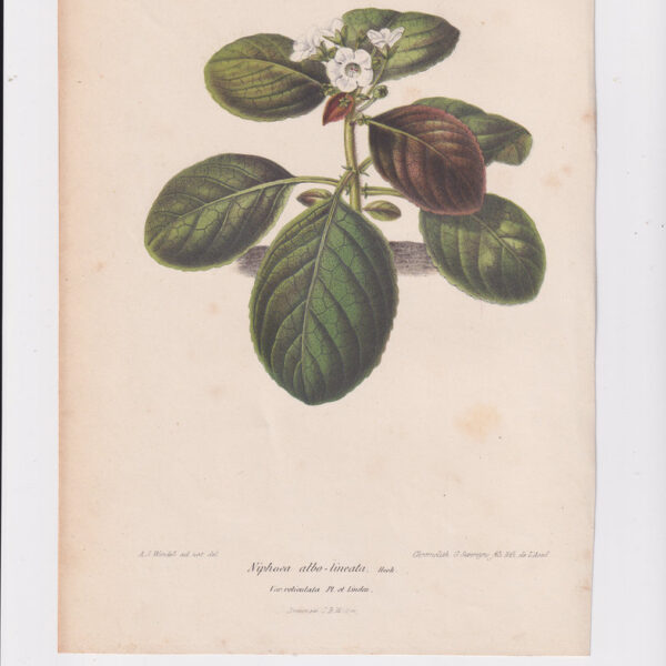 Niphaea albo-lineata, Cromolitografia, 1867