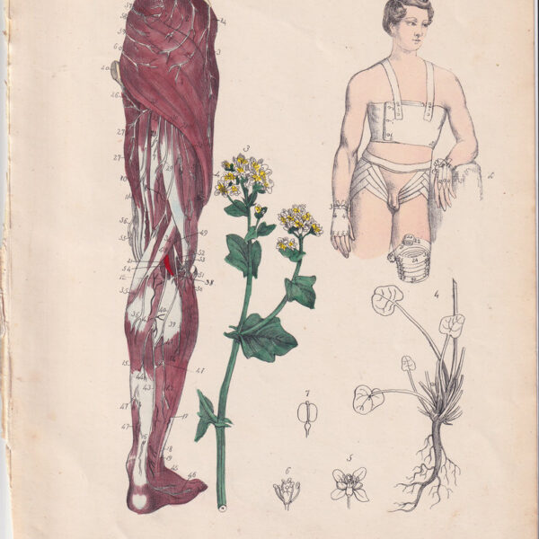 Tavola anatomica, vene e muscoli della gamba, 1839