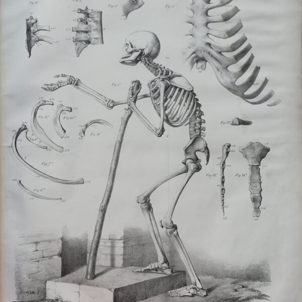 F.Bertinatti, Anatomia, Scheletro, 1839