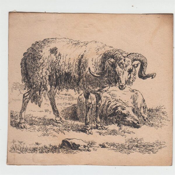 Nicolaes  Berchem Animalia, Capre