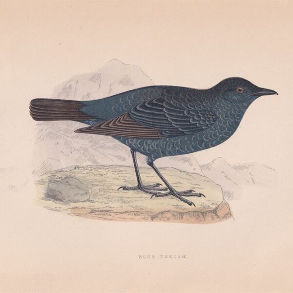 Tordo Blu, Blue Thrush, 1875