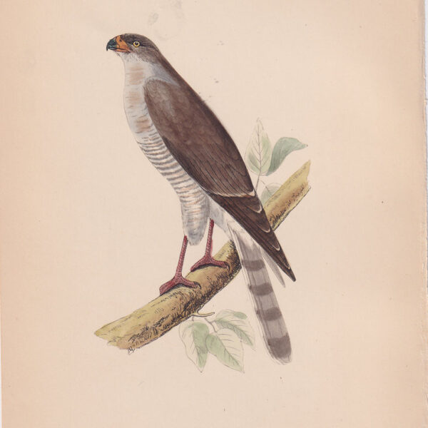 Falco, little red billed hawk, 1875