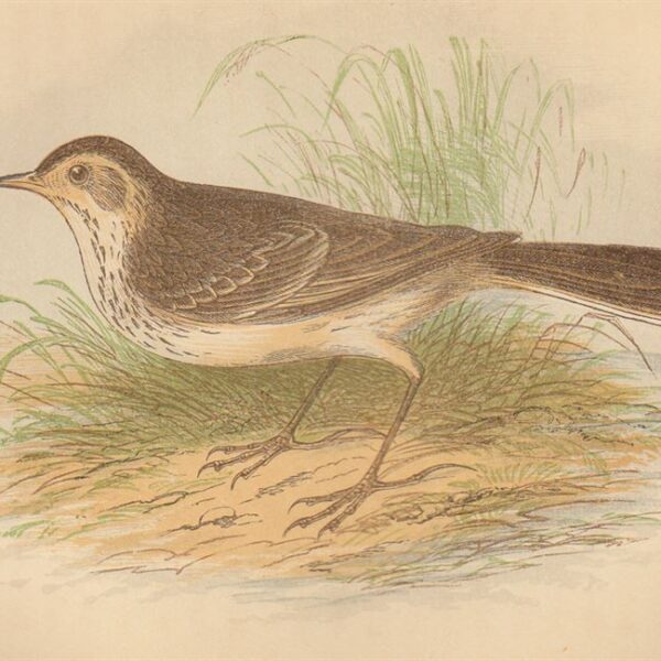 Calandro maggiore (Richard's Pipit), 1853