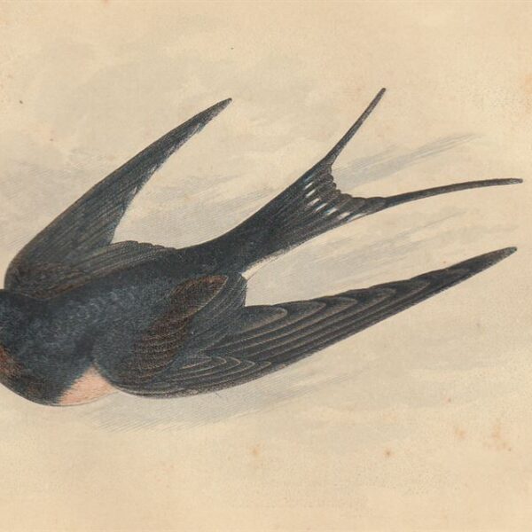 Rondine (Swallow), 1853
