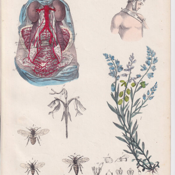 Tavola anatomica, apparato circolatorio, 1839