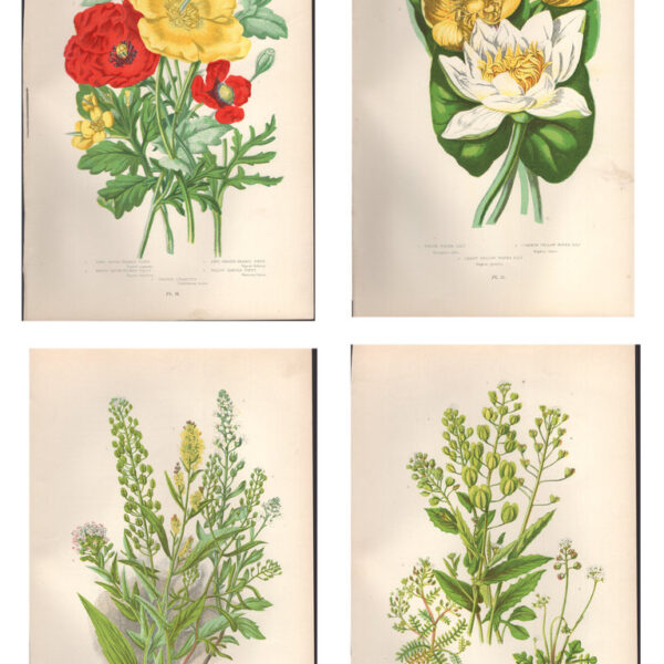 Gruppo di 4 stampe di fiori, 1860