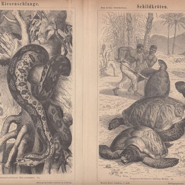 Boa, Tartaruga, 1890