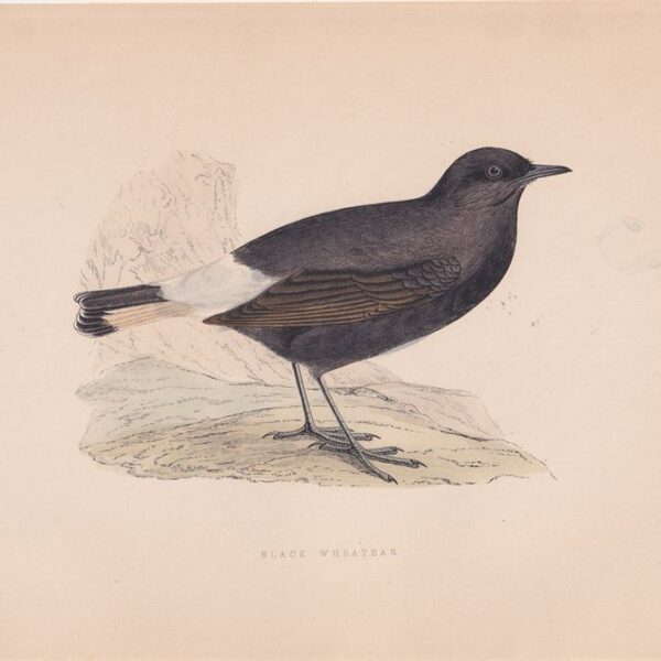 Monachella nera,  1875