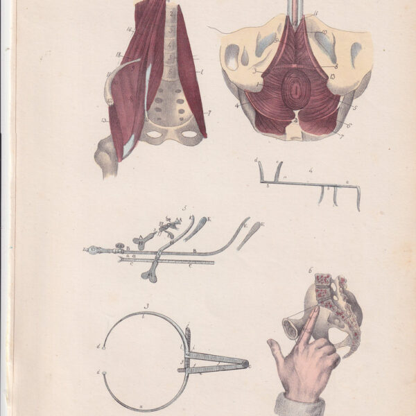 Tavola anatomica, muscoli, bacino, 1839