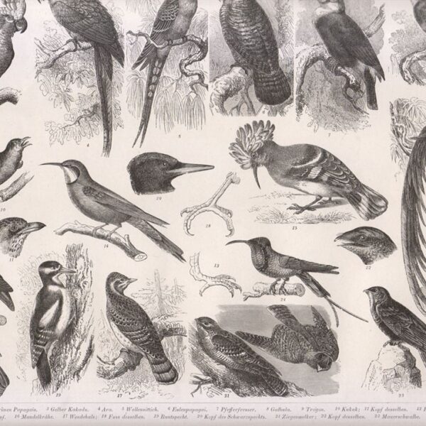 Tavola zoologica, Pappagalli, 1850