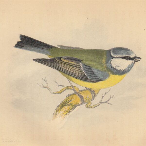 Cinciarella (Blue Titmouse), 1853