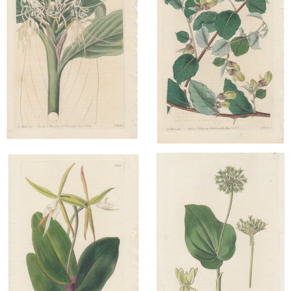 Lotto di 4 stampe di piante, 1810-30