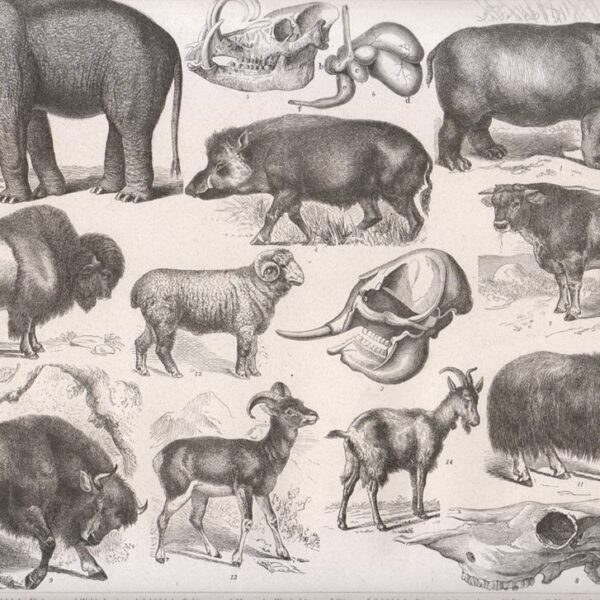 Tavola zoologica, 1850