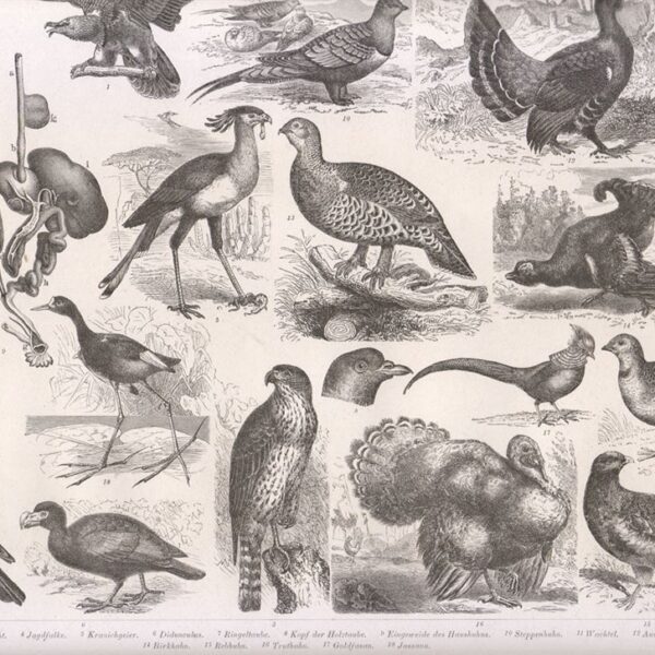 Tavola zoologica, Pappagalli, 1850