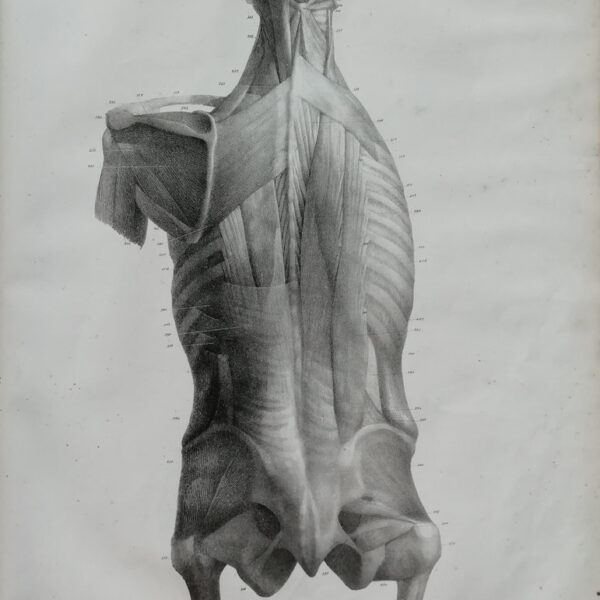 F.Bertinatti, Anatomia, corpo, muscoli, 1839