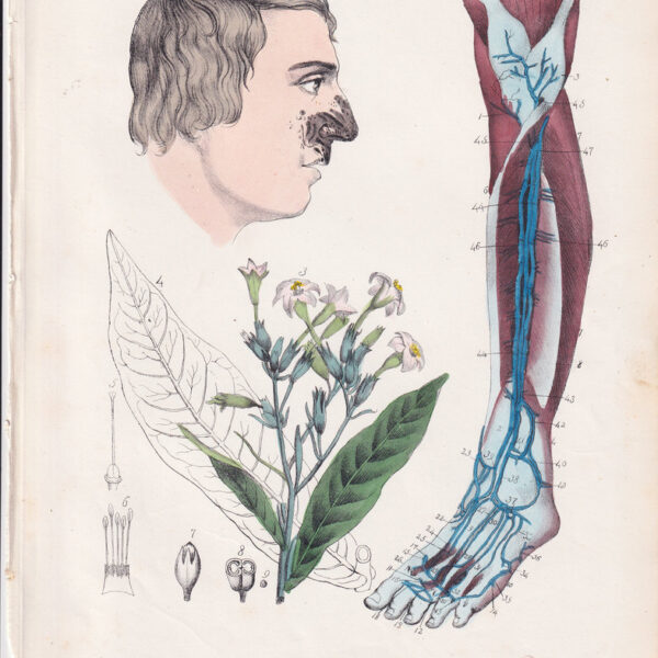 Tavola anatomica, vene, gamba, naso, 1839