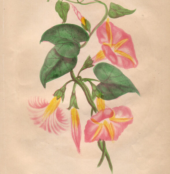 Ipomea, 1852