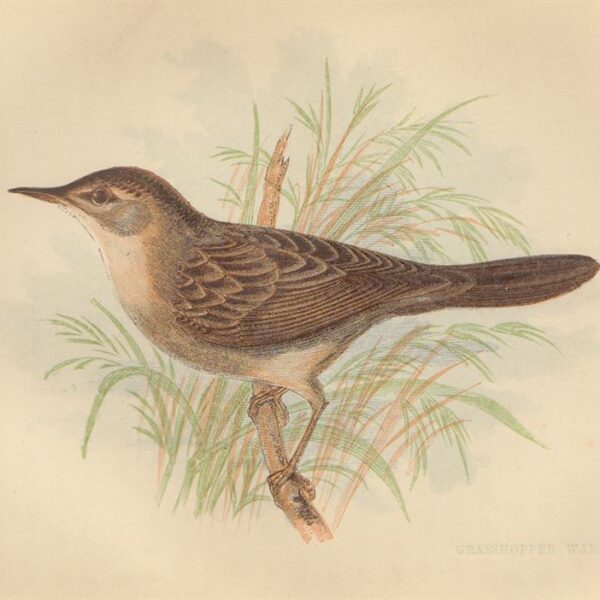Locustella (Grasshopper Warbler), 1853