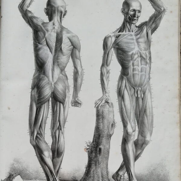 F.Bertinatti, Anatomia, muscoli, corpo, 1839