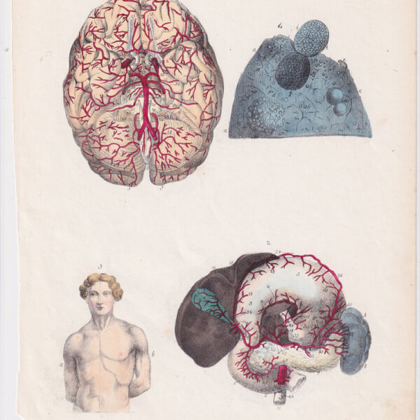 Tavola anatomica, cervello, stomaco, 1839