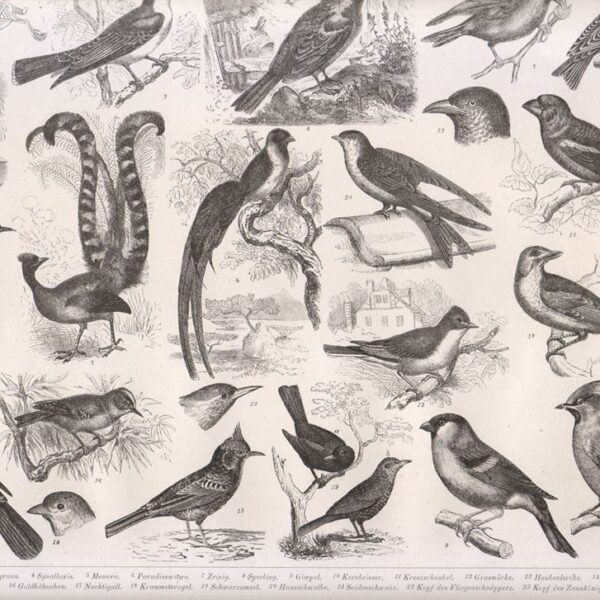 Tavola zoologica, Uccelli, 1850
