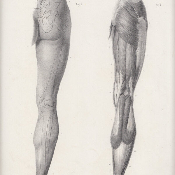 Anatomia, Gambe, Muscoli, 1865