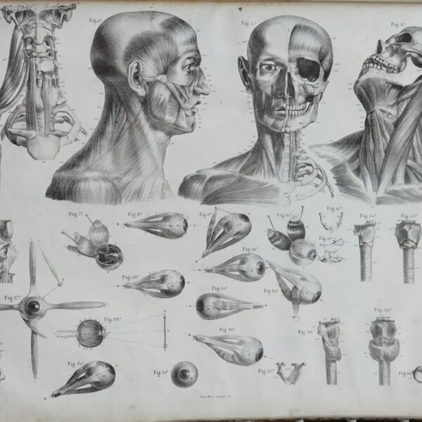 F.Bertinatti, Anatomia, Cranio, Muscoli, 1839