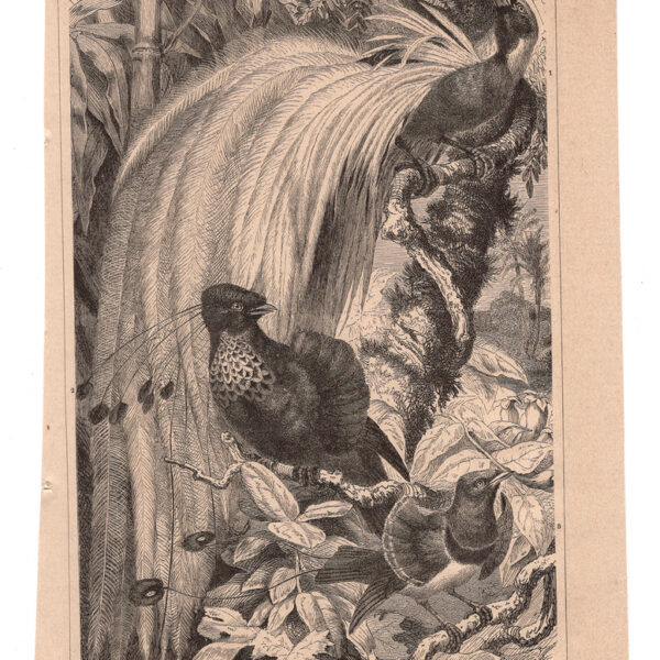 Uccello del Paradiso, 1890